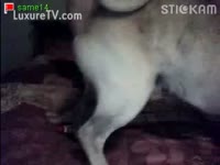 Cam whore with her pet porn dog